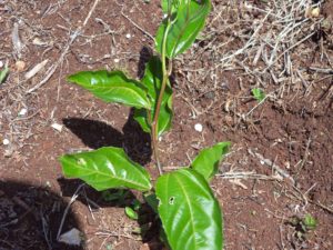 11028344_1045150312167409_167423191_o