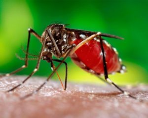 aedes-aegypti-65022a3ee892c59ade83177db1d02132d809d181-4182