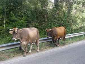 VACAS