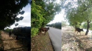 26755417_2020038638006607_1230216109_n