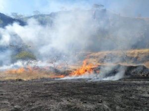 Fuego en la guazara