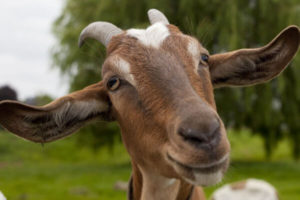 multimedia.normal.a646f56e69b08ddf.5175c3a92d65732d756e612d63616272615f6e6f726d616c2e6a7067-1