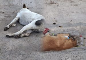 WhatsApp Image 2025-02-01 at 11.41.35 AM