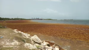 Aumento de Polvo Sahariano y Altas Temperaturas, mientras el Sargazo Arropa Costas de Barahona