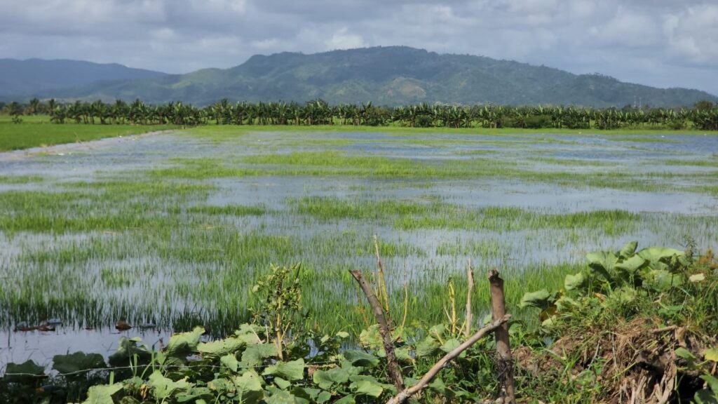 Más de 2,000 tareas de arroz bajo el agua en El Pozo, María Trinidad Sánchez