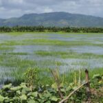 Más de 2,000 tareas de arroz bajo el agua en El Pozo, María Trinidad Sánchez