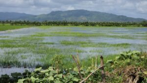 Más de 2,000 tareas de arroz bajo el agua en El Pozo, María Trinidad Sánchez