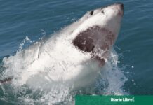 Científicos encuentran en Bahamas tiburones positivos en cocaína