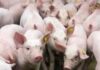 El Gobierno descarta sacrificar cerdos por la peste porcina en RD