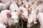 El Gobierno descarta sacrificar cerdos por la peste porcina en RD